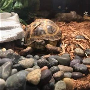 Meet your Posher, Cynthia